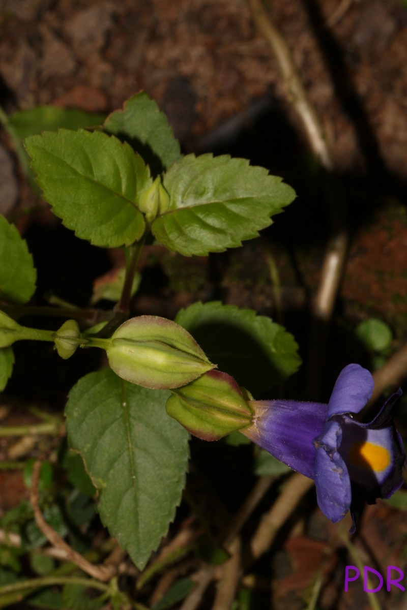 Torenia fournieri Linden ex E.Fourn.